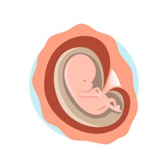 Fœtus à 2 mois de grossesse