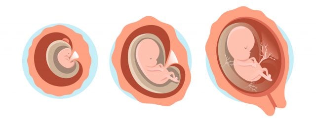 2 mois de grossesse : que s'y passe-t-il ?