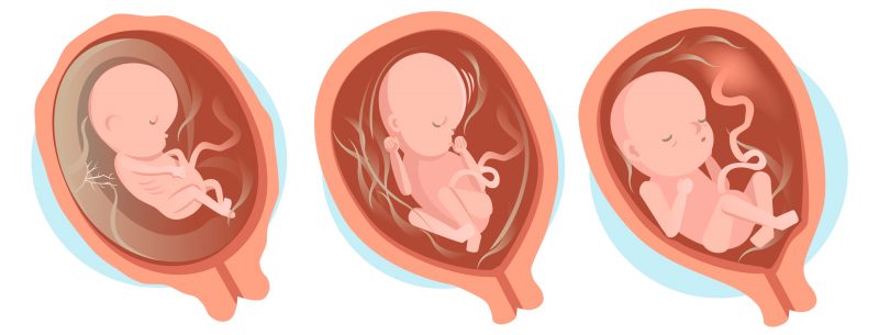 embryon au 2ème trimestre de grossesse