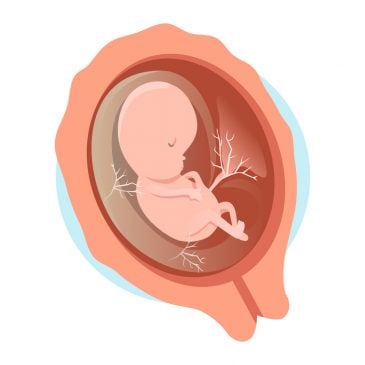 foetus à 3 mois de grossesse