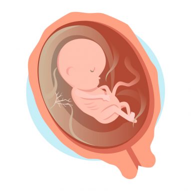 Fœtus à 4 mois de grossesse