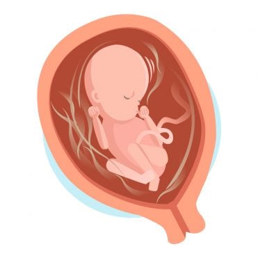 État de l’embryon pendant le cinquième mois de grossesse