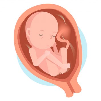 Le fœtus lors du 7e mois de grossesse