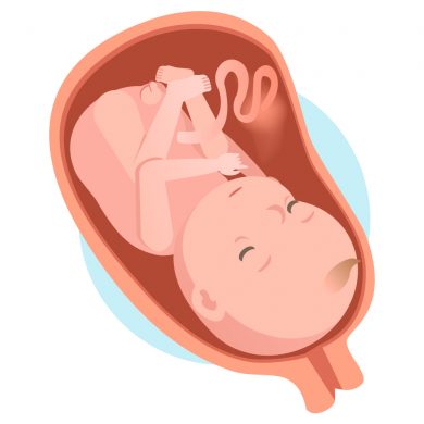 Le fœtus a 9 mois de grossesse