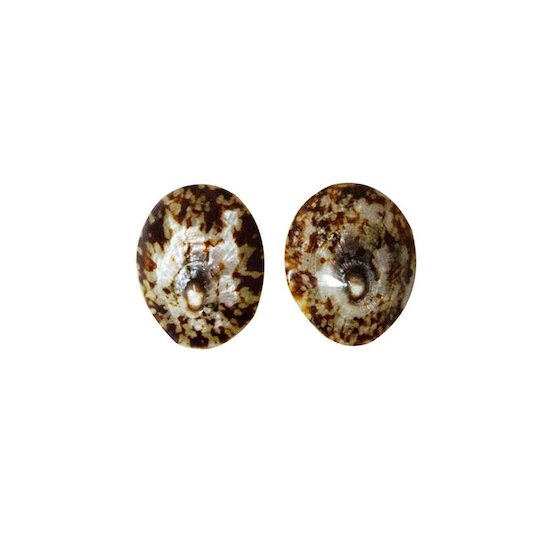 Irréversible Bijoux 2 coquillages d’allaitement Marron 